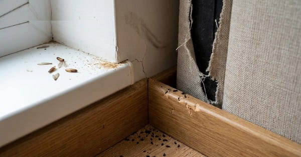5 Signs Your Home Needs Professional Pest Control